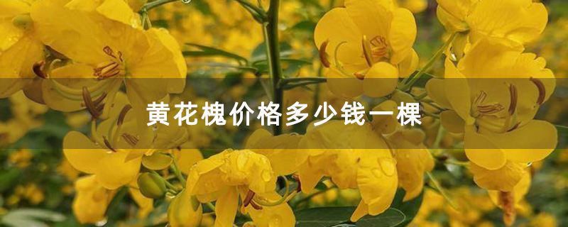 黄花槐价格多少钱一棵