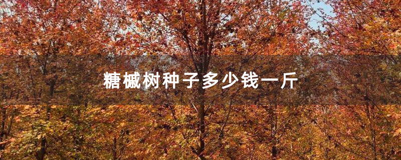 糖槭树种子多少钱一斤