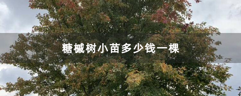 糖槭树小苗多少钱一棵