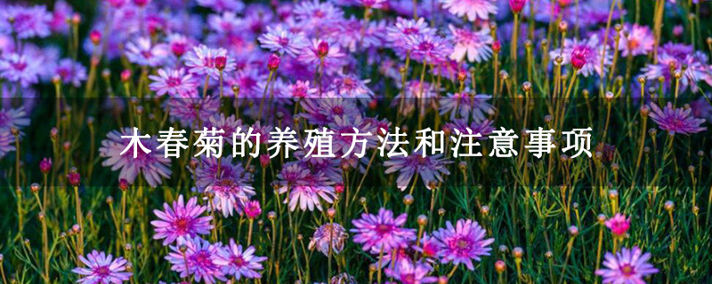 木春菊的养殖方法和注意事项