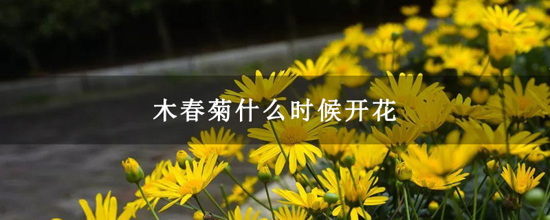 木春菊什么时候开花