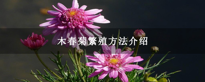 木春菊繁殖方法介绍
