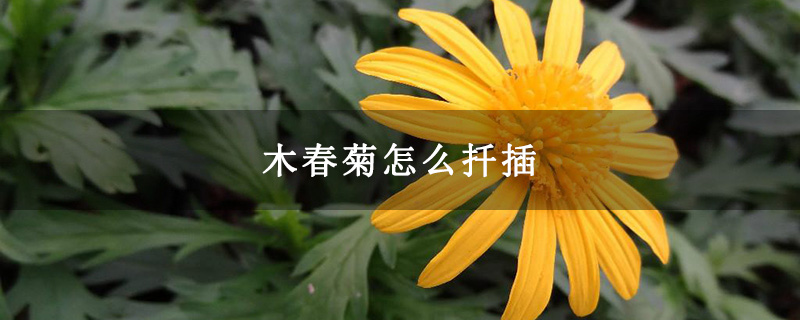 木春菊怎么扦插