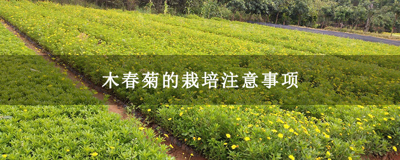 木春菊的栽培注意事项
