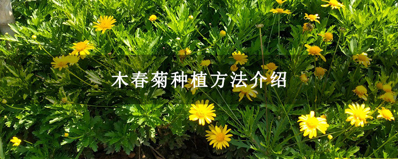 木春菊种植方法介绍