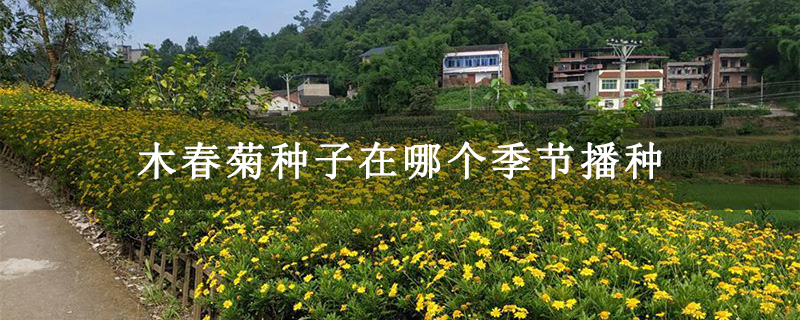 木春菊种子在哪个季节播种