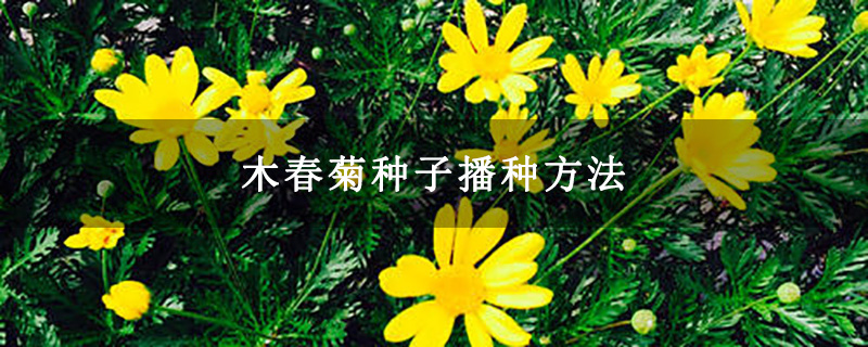 木春菊种子播种方法