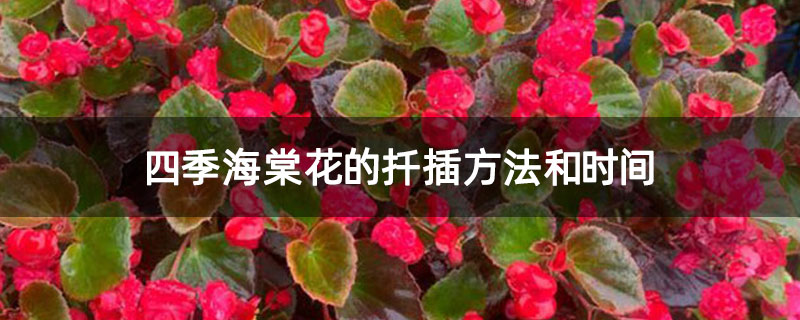 四季海棠花的扦插方法和时间