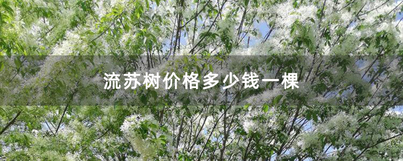 流苏树价格多少钱一棵