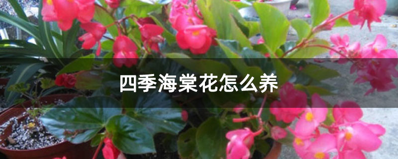 四季海棠花怎么养