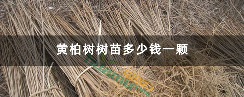 黄柏树树苗多少钱一颗