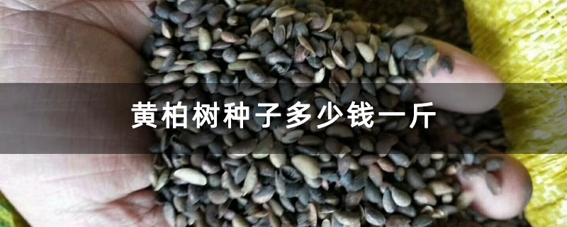 黄柏树种子多少钱一斤