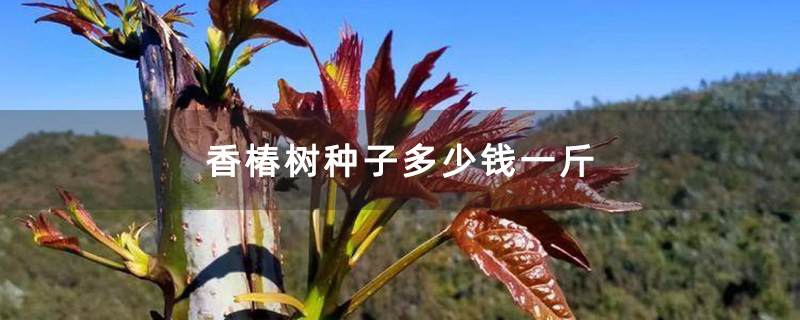 香椿树种子多少钱一斤
