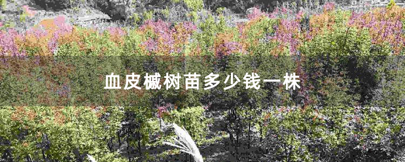 血皮槭树苗多少钱一株