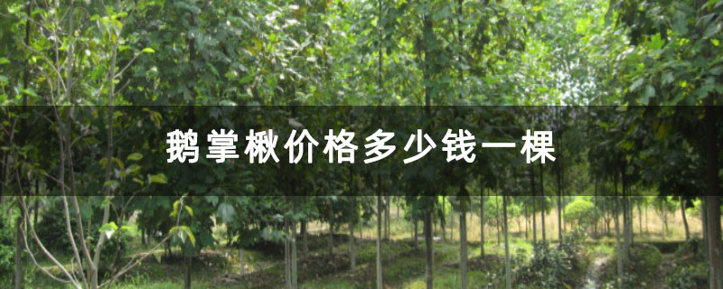 鹅掌楸价格多少钱一棵