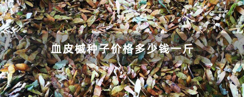血皮槭种子价格多少钱一斤