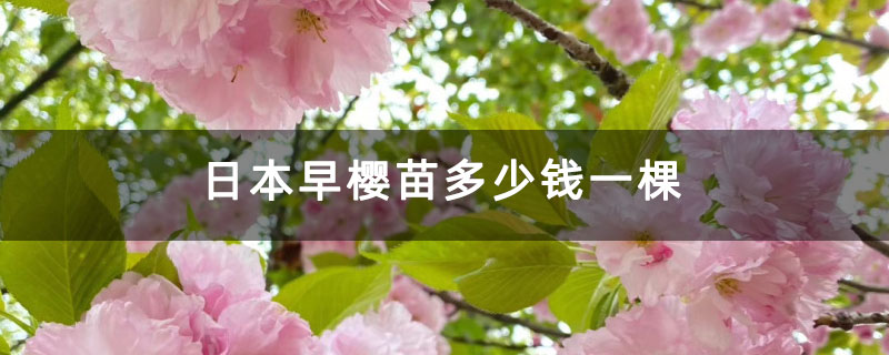 日本早樱苗多少钱一棵