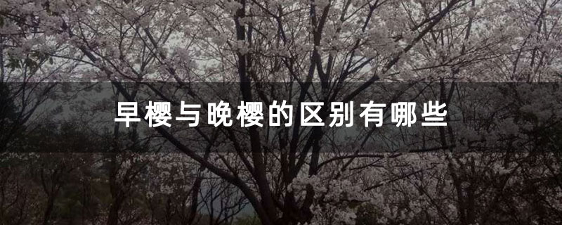 早樱与晚樱的区别有哪些 早樱与晚樱的区别有哪些