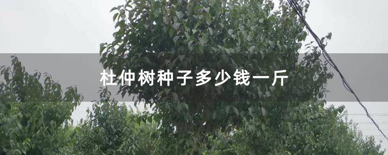 杜仲树苗种植基地实拍图