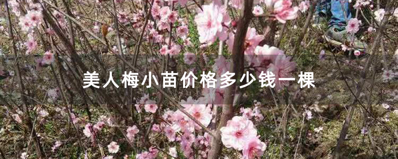 美人梅小苗种植基地实拍图