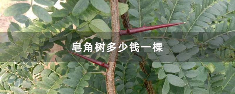 皂角树多少钱一棵