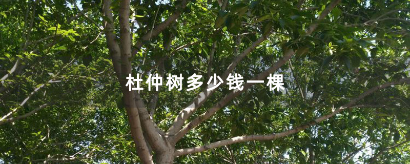 杜仲树多少钱一棵