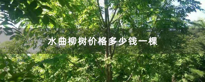 水曲柳树基地实拍图