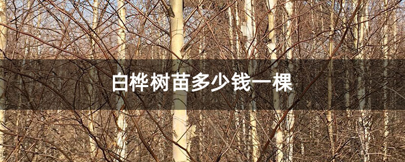 白桦树苗多少钱一棵
