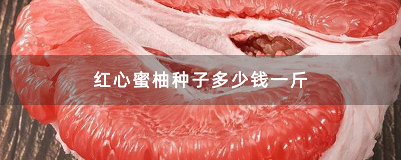 红心蜜柚种子多少钱一斤