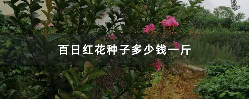 百日红花种子多少钱一斤
