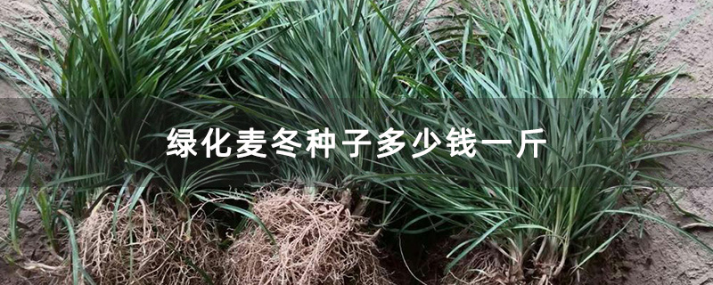绿化麦冬种子多少钱一斤