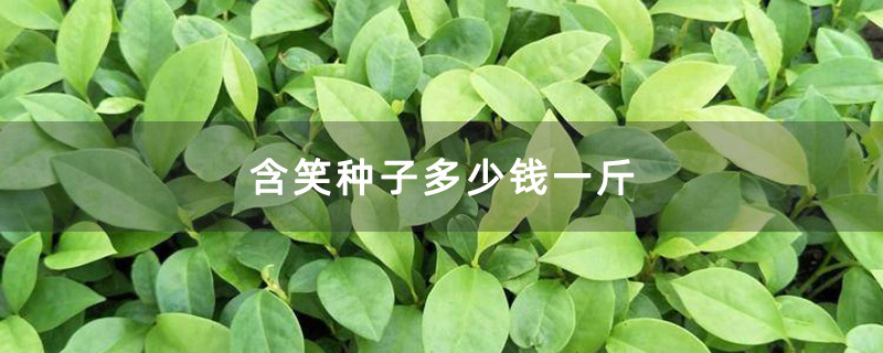 含笑种子多少钱一斤
