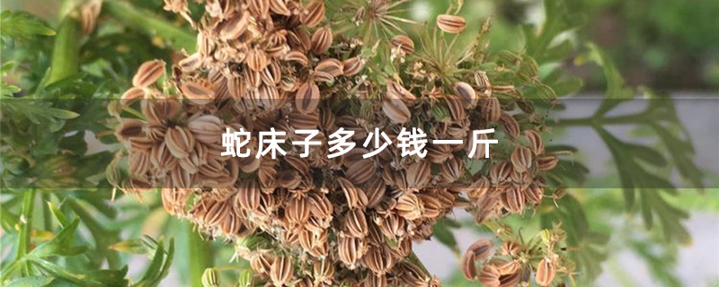 蛇床子多少钱一斤