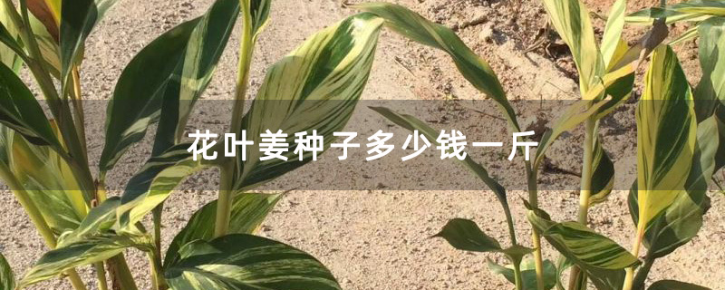 花叶姜种子多少钱一斤