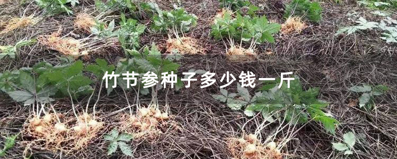 竹节参