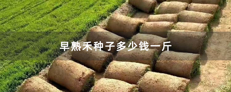 早熟禾种子多少钱一斤