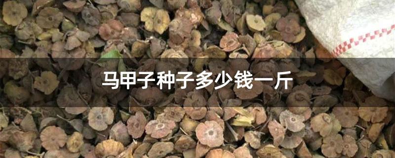 马甲子种子多少钱一斤