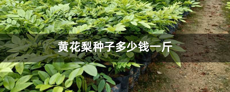 黄花梨种子多少钱一斤 黄花梨种子多少钱一斤
