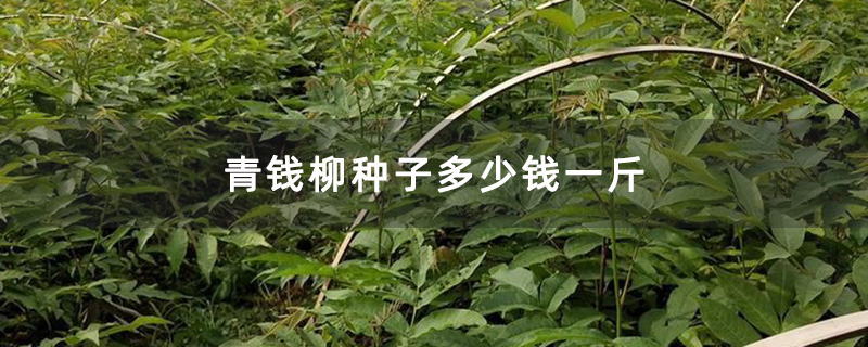 青钱柳种子多少钱一斤