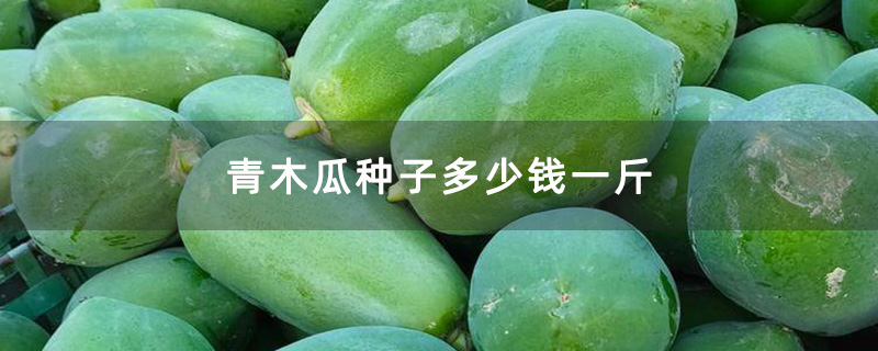 青木瓜种子多少钱一斤