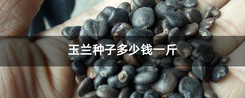 玉兰种子多少钱一斤 玉兰种子多少钱一斤