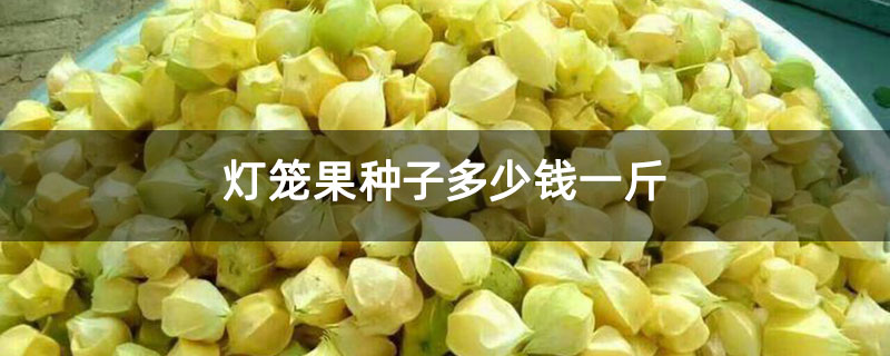 灯笼果种子多少钱一斤 灯笼果种子多少钱一斤