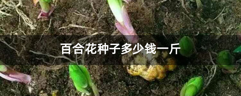 百合花种子多少钱一斤 百合花种子多少钱一斤