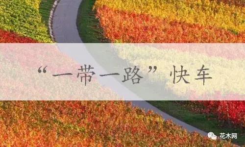 苗木行业洗牌忙，下一个春天由谁引领？