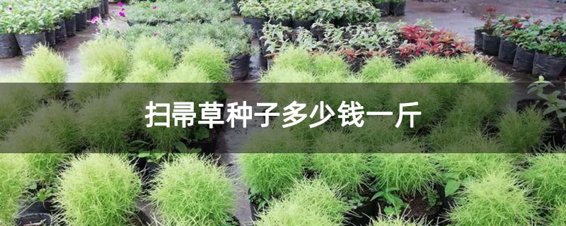 扫帚草种子多少钱一斤 扫帚草种子多少钱一斤
