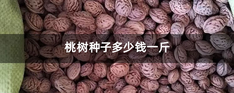 桃树种子多少钱一斤