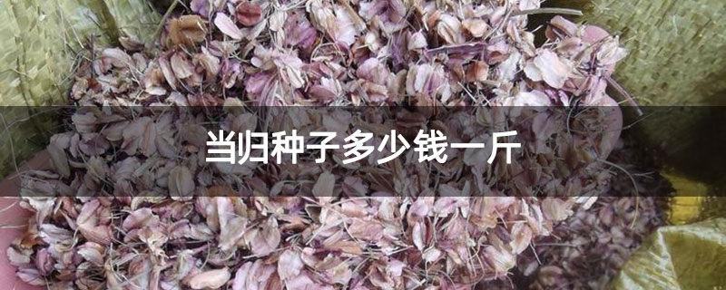 当归种子多少钱一斤 当归种子多少钱一斤