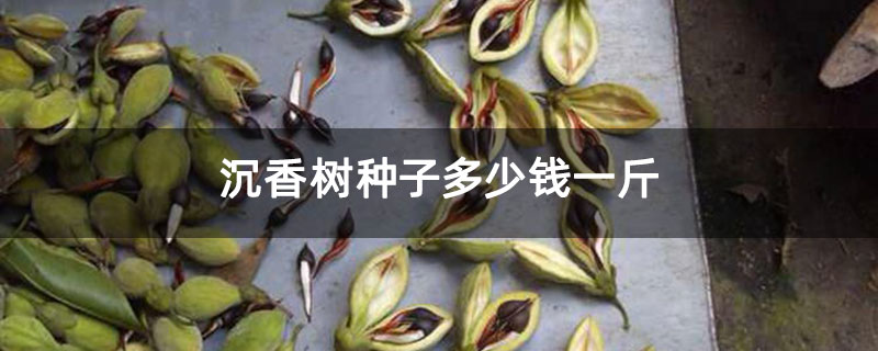 沉香树种子多少钱一斤 沉香树种子多少钱一斤