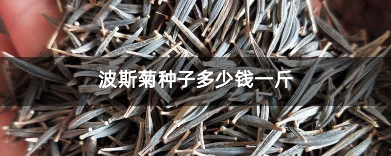 波斯菊种子多少钱一斤 波斯菊种子多少钱一斤