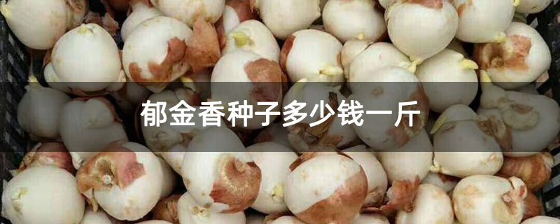郁金香种子多少钱一斤 郁金香种子多少钱一斤